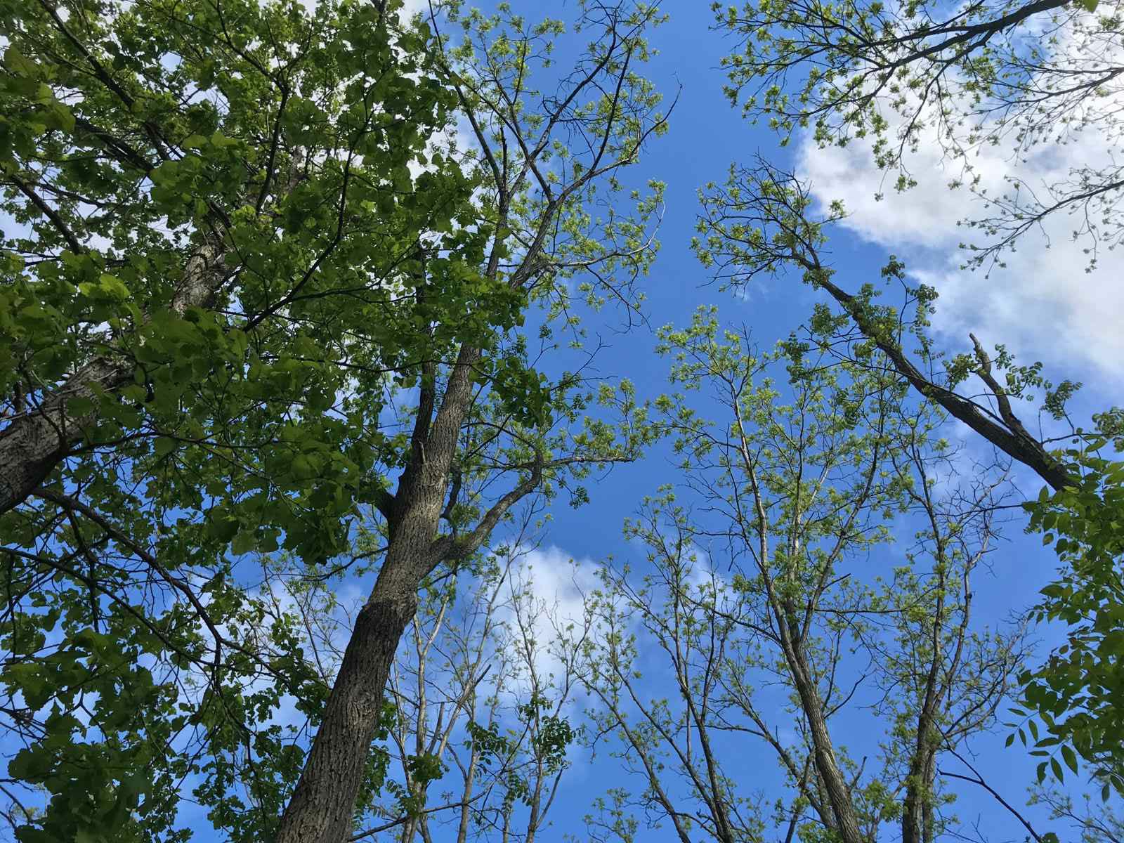 View of the sky looking up through trees