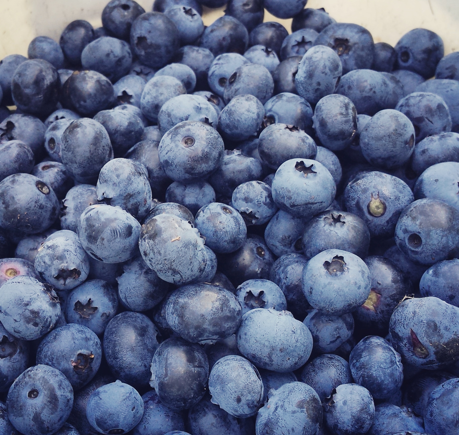 A bucket full of juicy blueberries