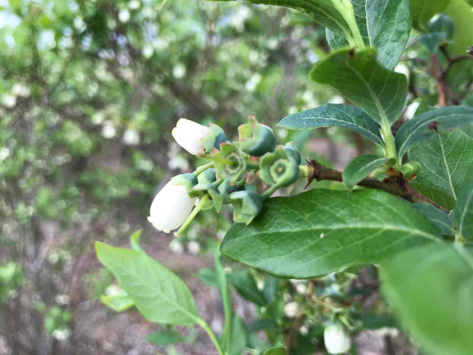 Blueberry bush when flowering