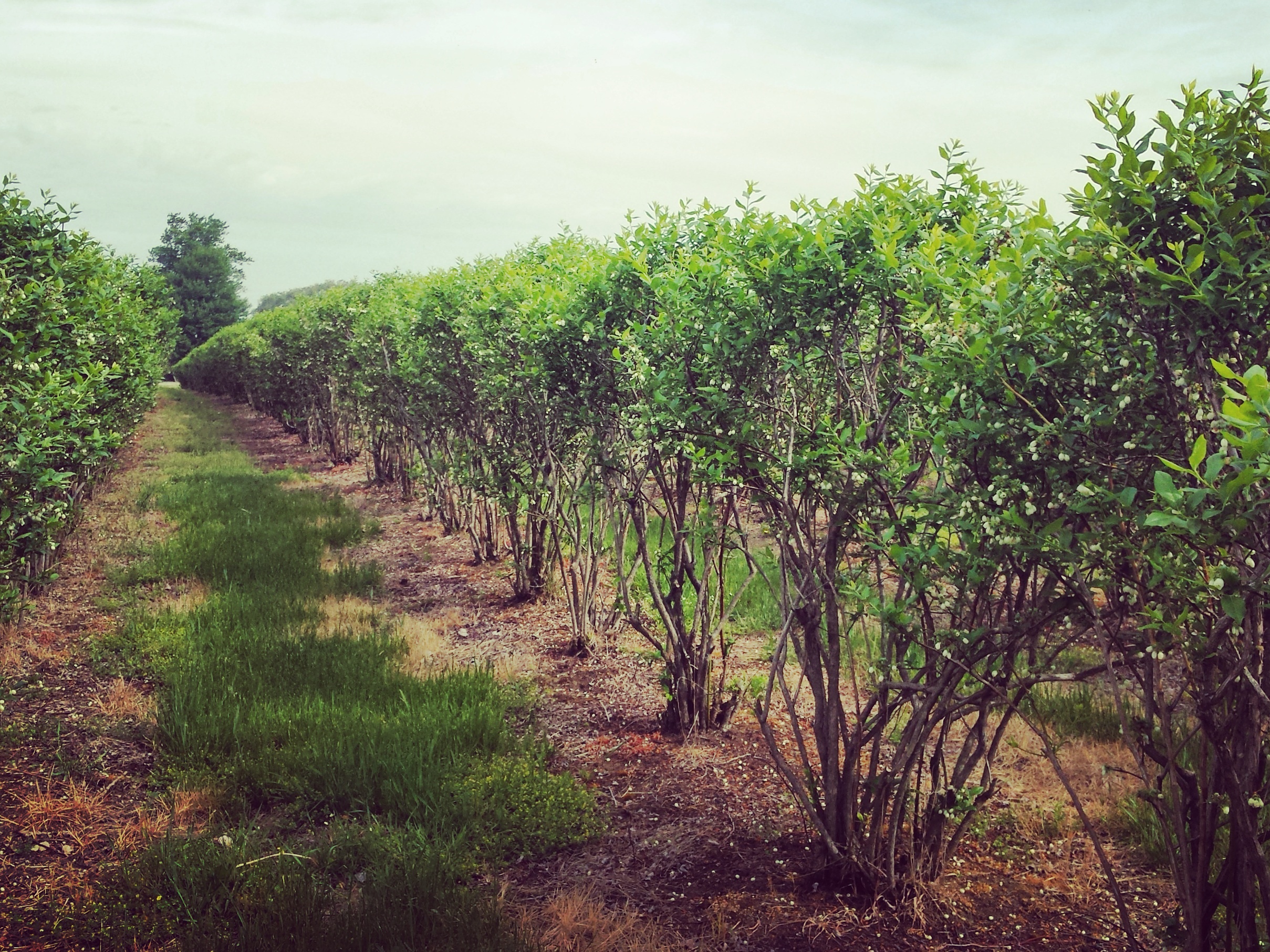 Rows of blueberry bushes
