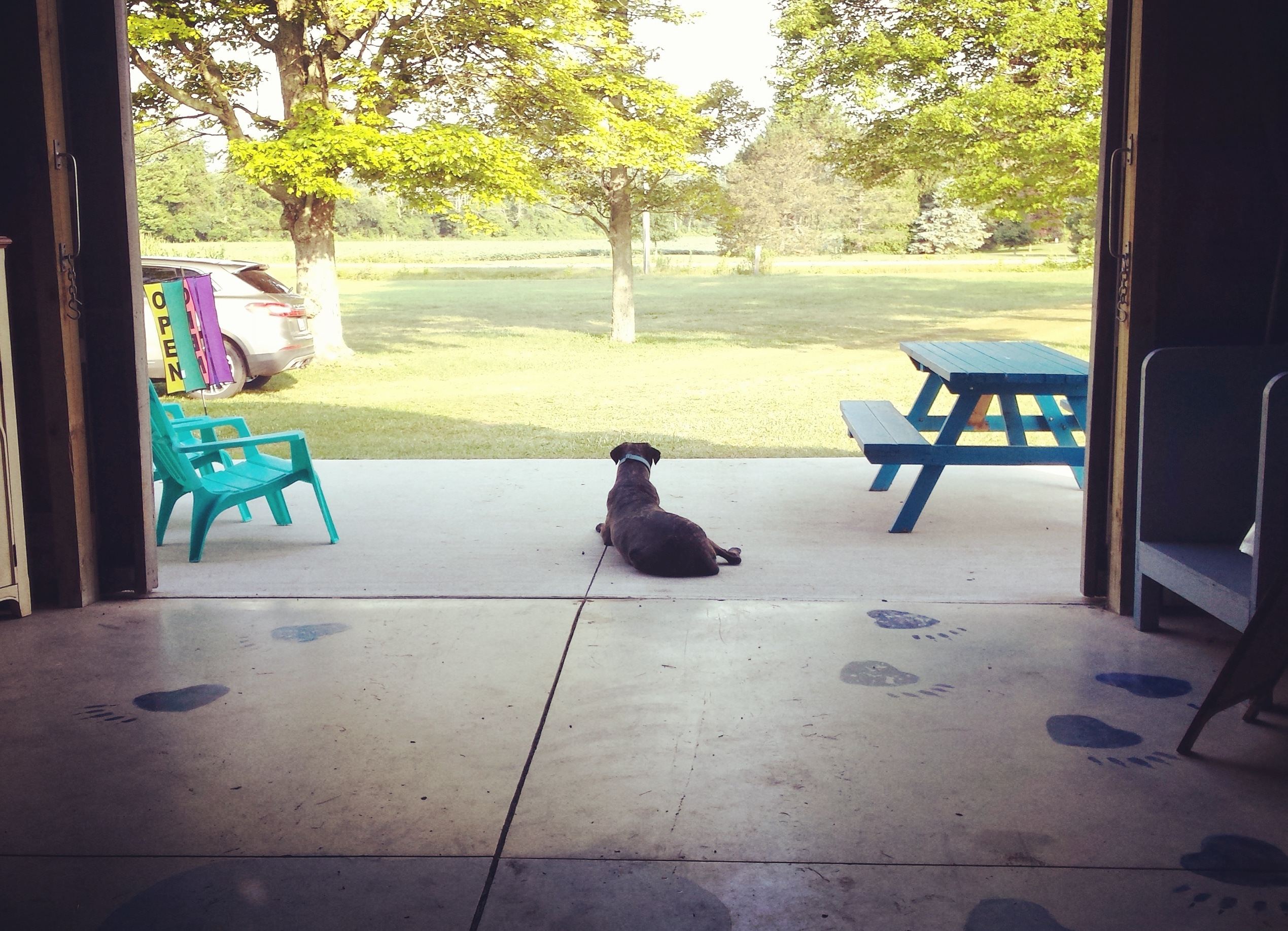 A dog laying at the front of the blueberry shed looking out on the entrance